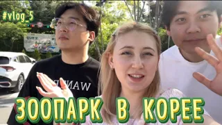 На нас напал тигр!!! / Прогулка по Зоопарку, Корейский зоопарк. KOREA #vlog5 #zoo #зоопарк #влог