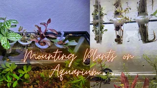 How I Mount Houseplants on Aquarium!