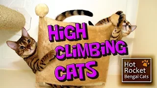 Bengal kittens – high climbing play,  cats get up to mischief!