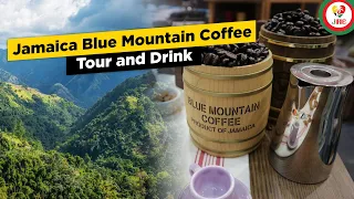 Jamaica Blue Mountain Coffee Tour and Special Adult Recipe