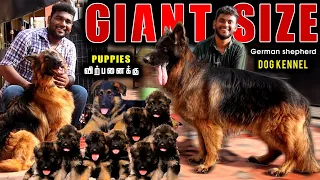 மிரட்டலான GermanShepherd Longcoat Puppies For Sale | Delivery Available | German Shepherd Dog Kennel