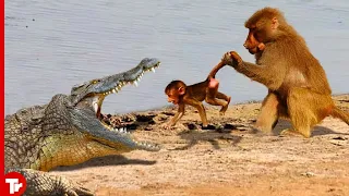 Top 15 Moments Monkey Killed Brutally by Other Animals