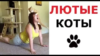 Лютые КОТЫ. Самые наглые выходки животных!