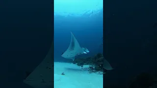 #Манты это удивительные существо невероятных размеров. #мальдивы #путешествие #шортс #подводныймир
