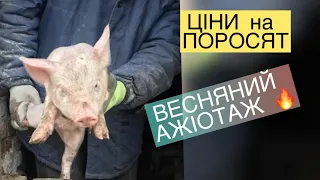 АЖІОТАЖ на ПОРОСЯТ ВЕСНЯНИЙ БУМ🔥 ЦІНИ та БАЗАРИ