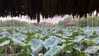 Deep Sleep with Soothing Rain Sounds on Lotus Pond - Distant Thunder - ASMR Rain Sounds for Sleeping