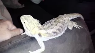 Worlds most aggressive bearded dragon update.