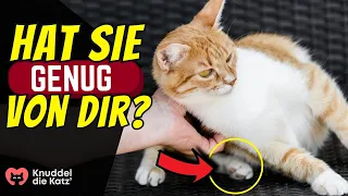 12 Zeichen, dass deine Katze dich SATT hat!