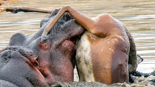14 Wütende Flusspferde greifen ihre Gegner an und zermahlen sie