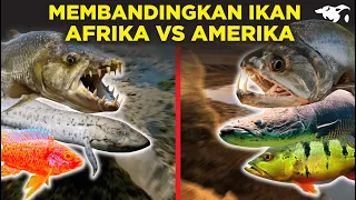 BAGUS MANA? IKAN AFRIKA DAN AMERIKA KALAU DIBANDINGKAN TERNYATA PUNYA KEMAMPUAN SPESIAL