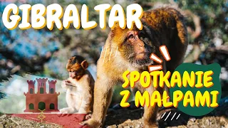 Gibraltar - spotkanie z małpami na Skale Gibraltarskiej. Czy warto tutaj przyjechać?