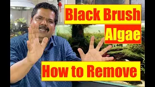 Black Brush Algae | Natural Aquarium Algae | Mayur Dev Aquascaper | How to Remove BBA  4K