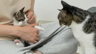 The Rescued Kitten Knows How to Protect Himself From the Big Cat │ Episode.26