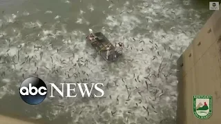 Stunned Asian carp leap from Kentucky lake