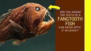 Fangtooth fish facts for kids  Fangtooth teeth,eating and attack