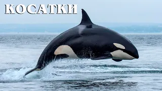 Killer whale: "Killer Whale" | Interesting facts about killer whales