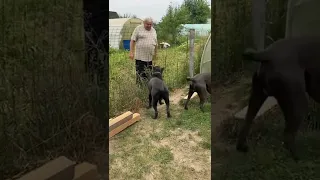 Все как всегда- с соседом друзья 🥰#tttt #cane #canecorso #канекорсо #canecorsoitaliano