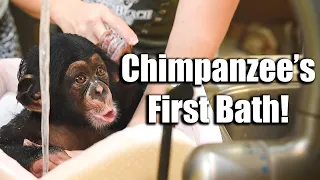 Chimpanzee's First Bath | Myrtle Beach Safari