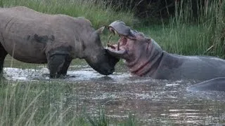 Rhino and Hippo Date Night Part 2
