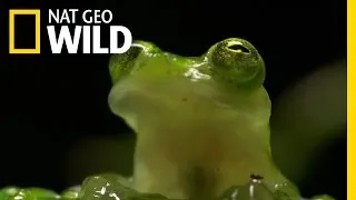 Protective Ninja Frog | Wonderfully Weird