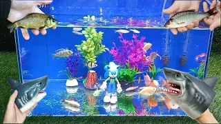 Collection of Cute Animals,redfin,barbir fish,sumatran fish,zebra fish,lobster #fish #cuteanimals