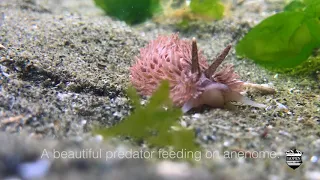 Pacific Sea Slug Under Water - Aeolidia papillosa