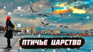 Чайки в небе. Царство птиц. ПЕРЕЗАЛИВ. Царство Чаек. Форт Эс-Сувейра, Марокко (Agadir, Morocco)