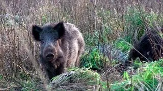 The Shooting Show - British boar under moonlight and Heym SR21 review