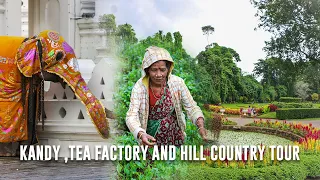 Kandy, Tea Factory and Hill Country tour - Feel Sri Lanka