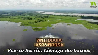 Antioquia Asombrosa, Ciénaga Barbacoas: Un Espejo de Abundancia - Teleantioquia