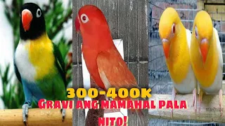 TOP EXPENSIVE AND RARE LOVEBIRDS MUTATION II MOST BEAUTIFUL AFRICAN LOVEBIRDS IN THE WORLD.