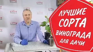 Лучшие сорта винограда для средней полосы