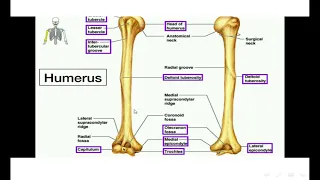 Bone of Arm [[ Humerus bone ]]