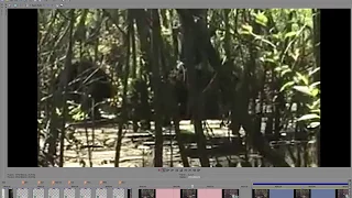 Skunkape/Bigfoot from Lettuce lake Park - BREAKDOWN