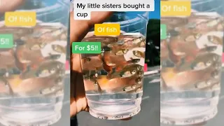 How long will these fish last? (TikTok) | Fish Tank Review 51