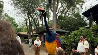 Kevin the Bird from UP in Animal Kingdom in Disney World 2024