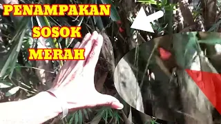 Kahirupan dikolong awi-AURA NEGATIPNYA SANGAT KUAT!!?