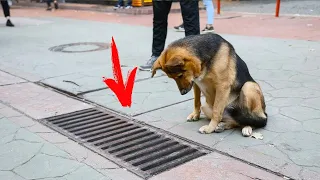 Dog was looking down the storm drain every day. People were shocked when they removed the grate!