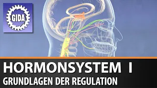 Trailer - Hormonsystem I - Grundlagen der Regulation - Biologie - Schulfilm
