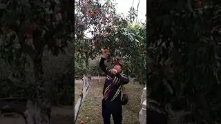 Абхазия и мандарины