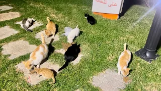 I feeded 8 Hungry Street Cats at the same time