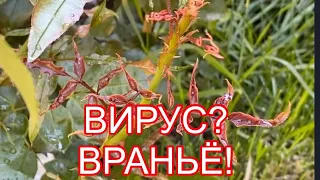 ВИРУС У РОЗЫ. ЭТО НЕ ВИРУС!