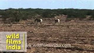 Herd of India wild ass (Equus hemionus khur) - Gujarat, India