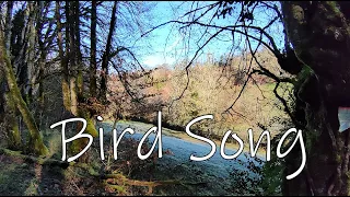 Bird song, farm renovation and a fairy dress