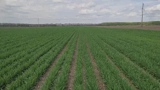 Стан озимої пшениці 🌾🌾🌾