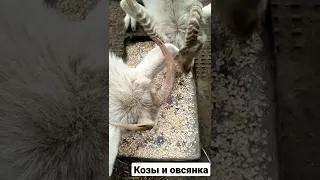 Козы едят корм из овсянки 😇