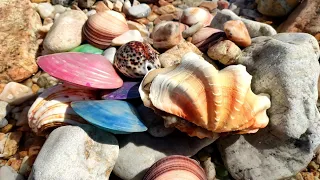 Huge yellow shell. Pearls grow in their bellies and burst out of them
