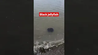 Black jellyfish in Iloilo, Philippines #shorts