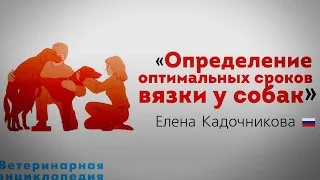 Определение оптимальных сроков вязки у собак