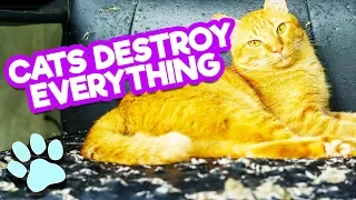 Cats Destroy Everything! | Funny Curious Cat Fails Compilation | #thatpetlife